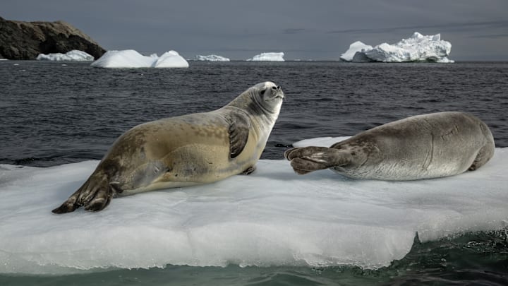 Turkish scientists conduct protection work on wildlife in Antarctica