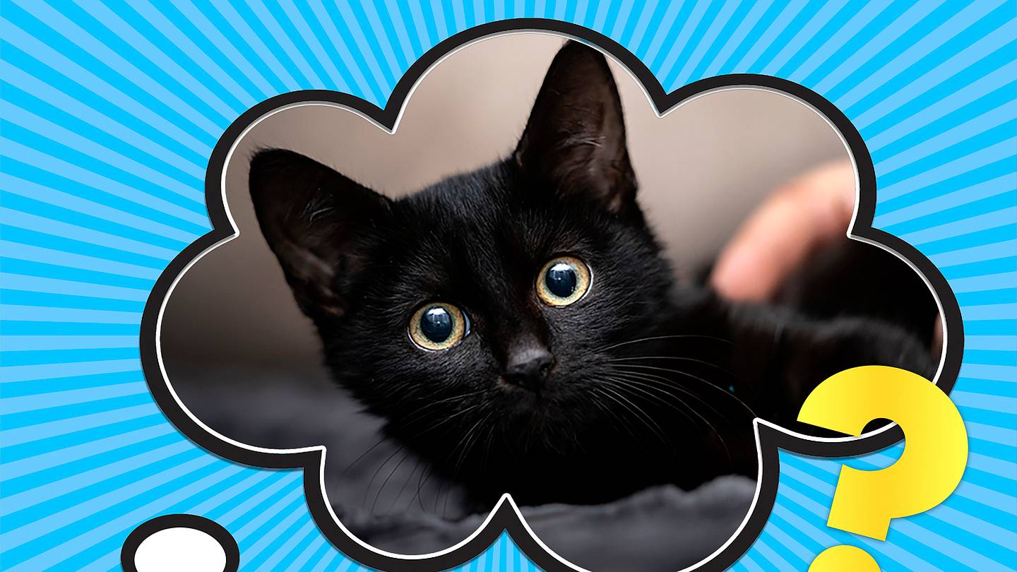 Why Are Black Cats Considered Bad Luck?