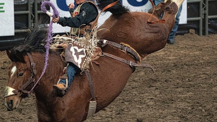 Saddle bronc rider takes a turn on the back of a bucking bronc