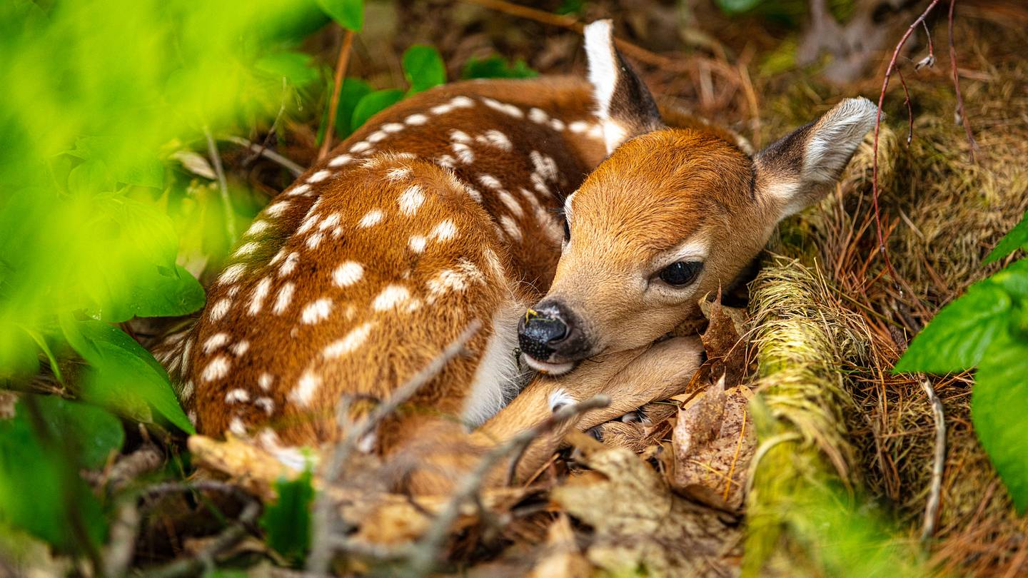 Why Do Baby Deer Have Spots?