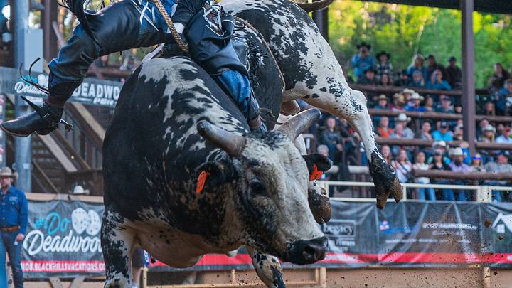 Bull riding action Bull riding action
