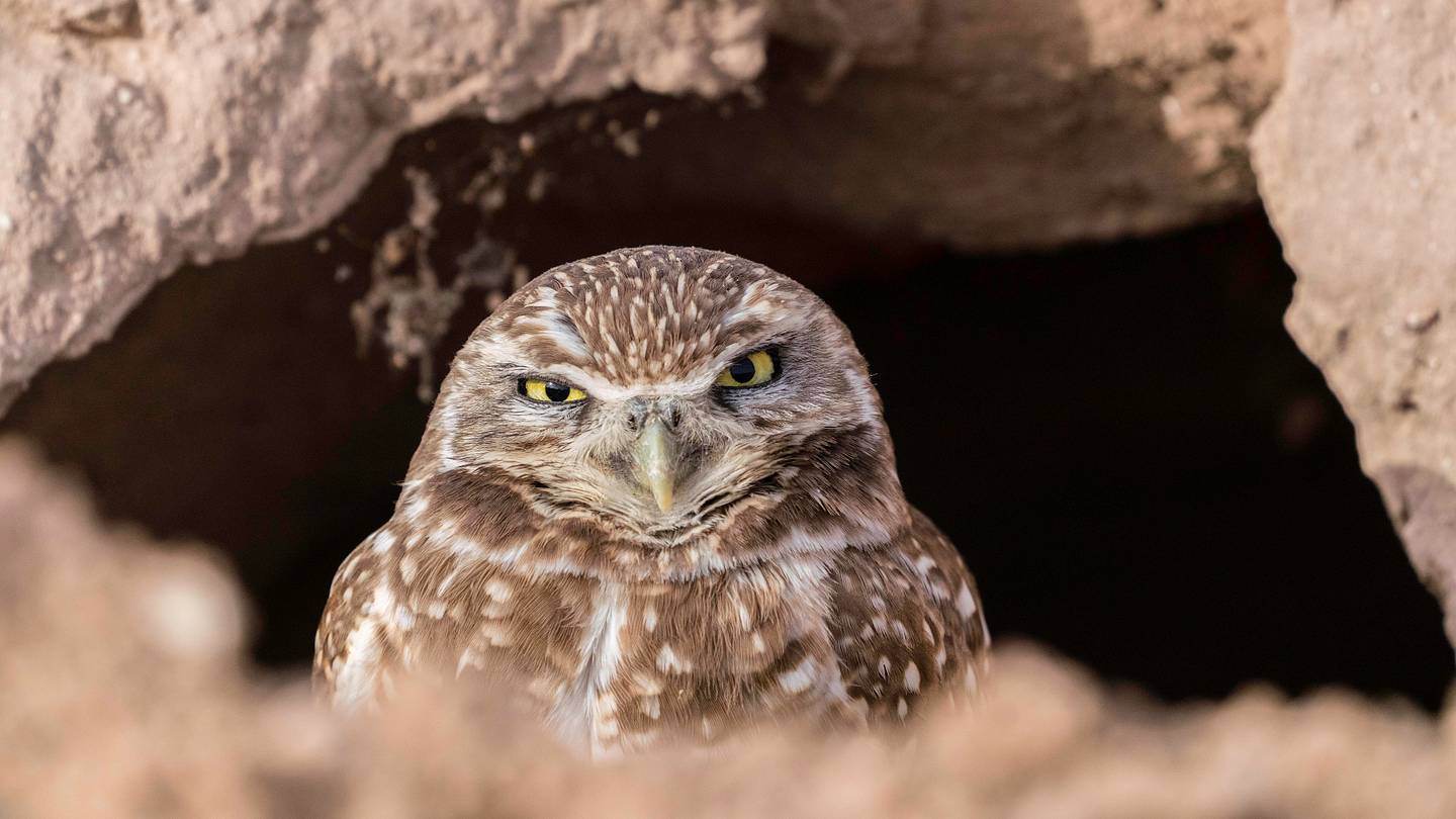 16 Animals With Delightfully Obvious Names