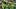 oregon ducks football uniform combination reveal nike zach grisham dan lanning portland state vikings autzen stadium jersey oregon ducks football uniform combination reveal nike zach grisham dan lanning portland state vikings autzen stadium jersey