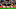 FBL-ENG-PR-SUNDERLAND-MAN UTD FBL-ENG-PR-SUNDERLAND-MAN UTD