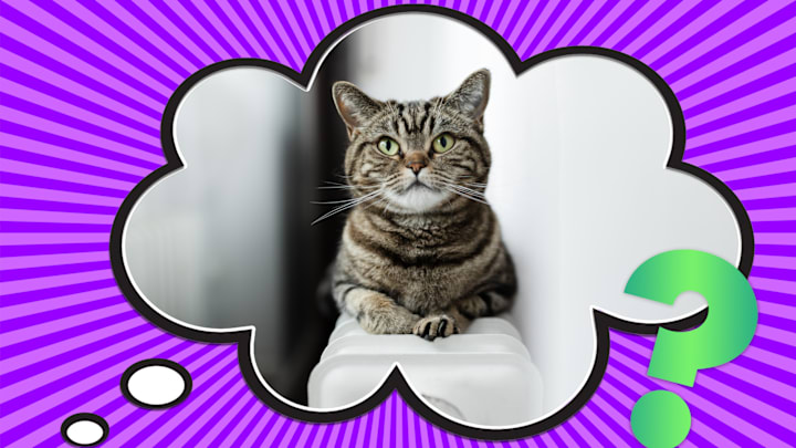 Jacqueline Anders/Moment/Getty Images (cat), Jon Mayer/Mental Floss (thought bubble)