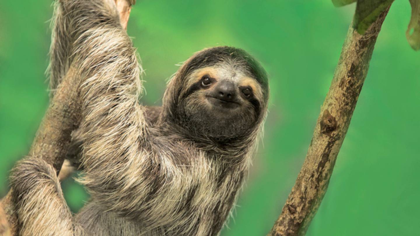 Why Are Sloths So Slow? The Answer Lies in Their Guts.