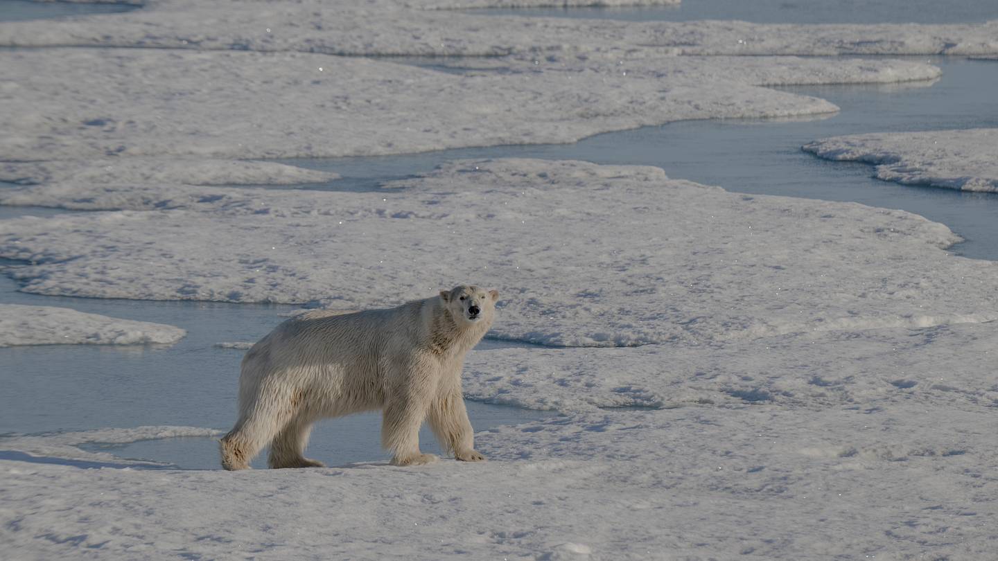 Polar Bears Are Picking Up More Pathogens as Sea Ice Shrinks