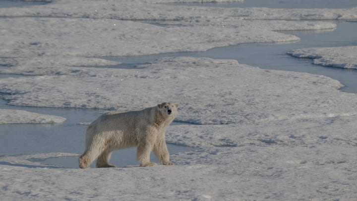 The endangered species faces another obstacle. 
