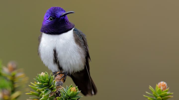 The Chimborazo hillstar is native to the Andes of Ecuador and southern Colombia.