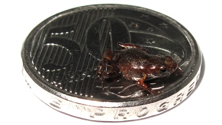 Here’s the newly-discovered flea toad on top of a coin.