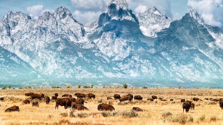 Bison migration works wonders for soil.