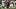 New England Patriots quarterback Behren Morton