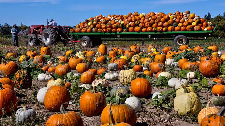 Migrant farm workers from Mexico unload pumpkins at a farm in Canada. Migrant farm workers from Mexico unload pumpkins at a farm in Canada.
