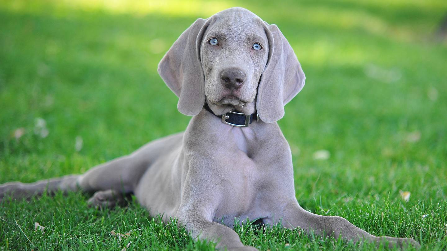Commonly Mispronounced Dog Breeds