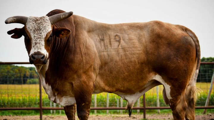 Magic Touch 2025 Bull of the Year Magic Touch 2025 Bull of the Year