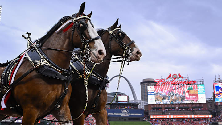 Mar 27, 2025; St. Louis, Missouri, USA;  The Budweiser Clydesdales runs around the warning track before the opening day game between the St. Louis Cardinals and the Minnesota Twins at Busch Stadium. Mandatory Credit: Jeff Curry-Imagn Images