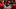 St. Louis Cardinals catcher Pedro Pages St. Louis Cardinals catcher Pedro Pages