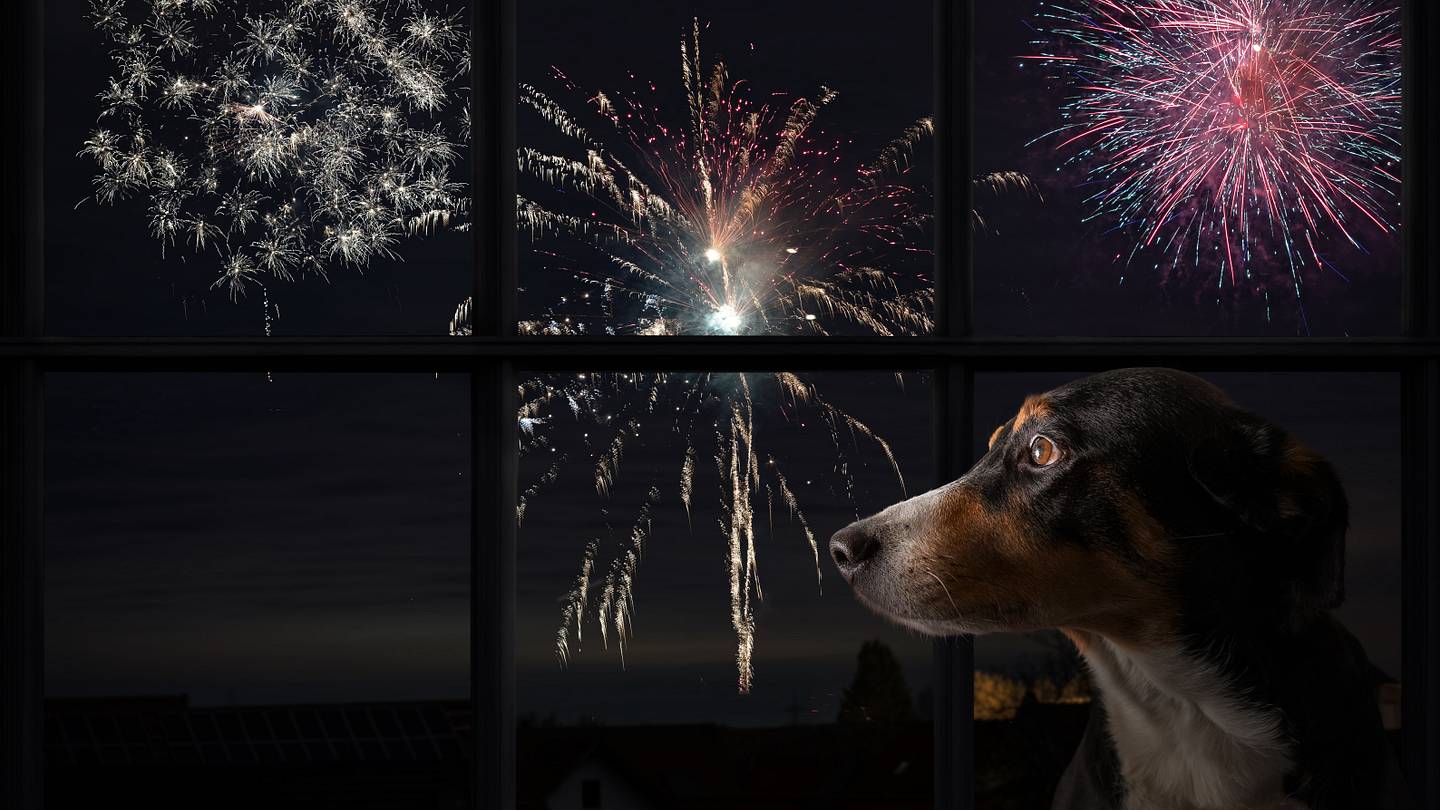 How to Protect Pets From Fireworks Stress