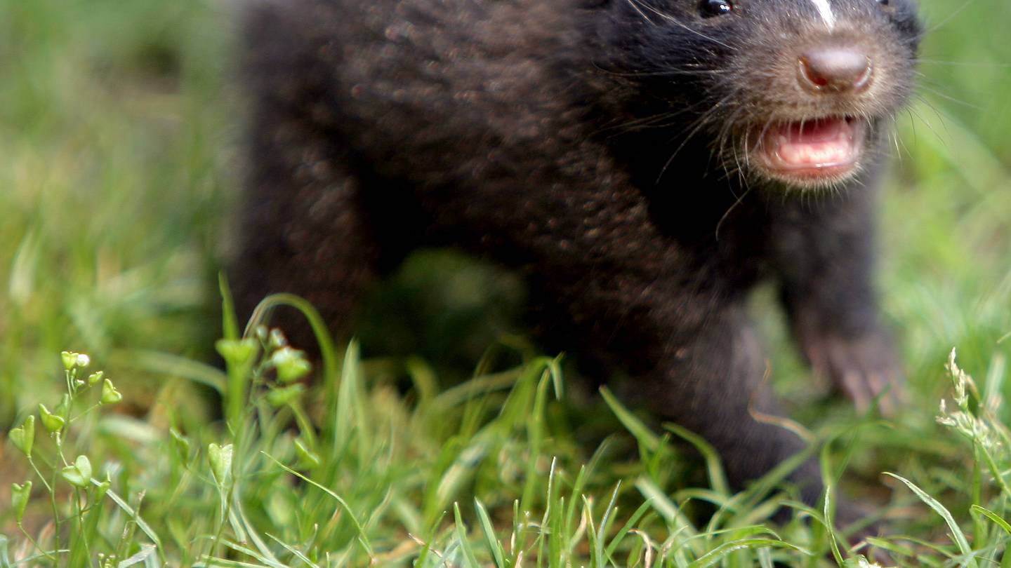 10 Surprising Lesser-Known Names for Baby Animals