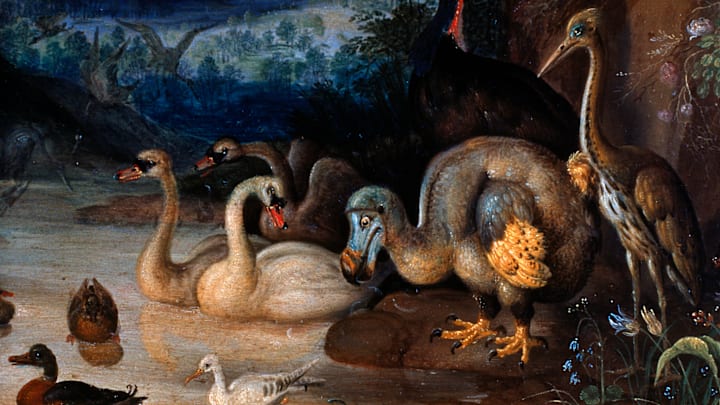 A dodo surrounded by other birds.
