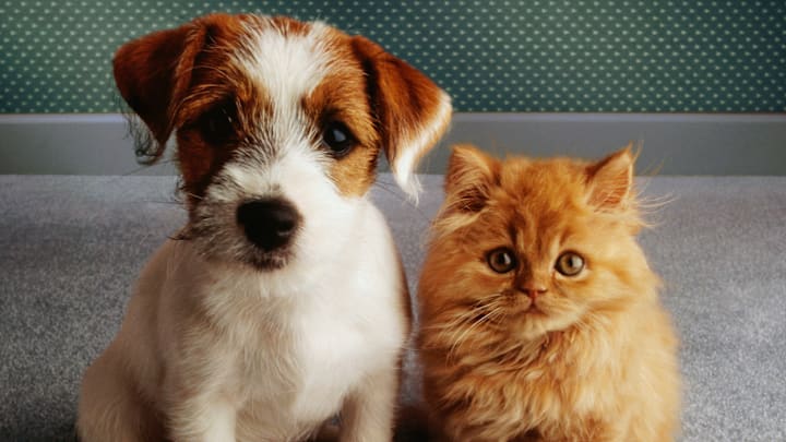 Is your pet’s name on the list?