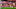 Mohamed Salah Mohamed Salah
