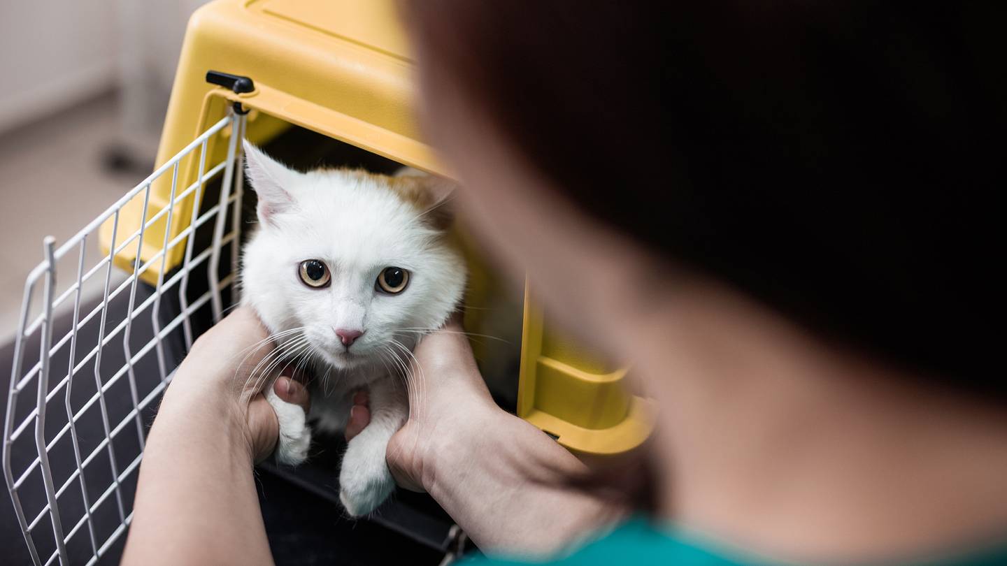How to Load Your Cat Into a Carrier