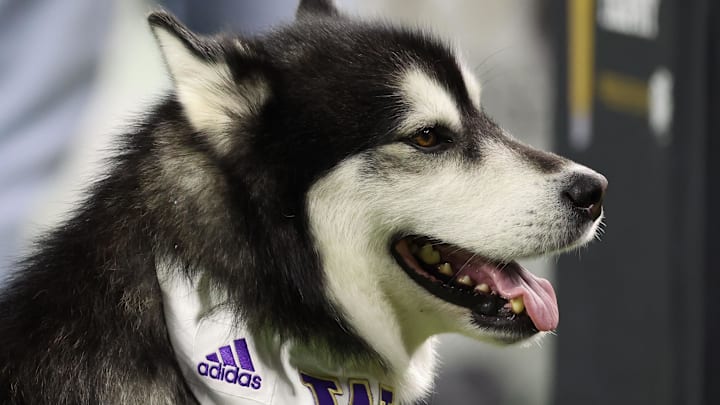 Jan 8, 2024; Houston, TX, USA; Washington Huskies live mascot Dubs II before the start of the 2024