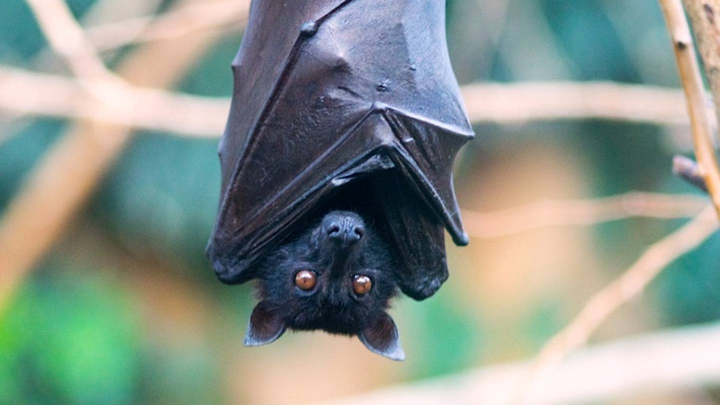 7 Old-Fashioned Myths About Bats
