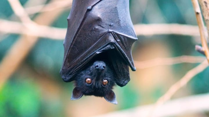 The large flying fox (Pteropus vampyrus) is a Southeast Asian species of megabat.
