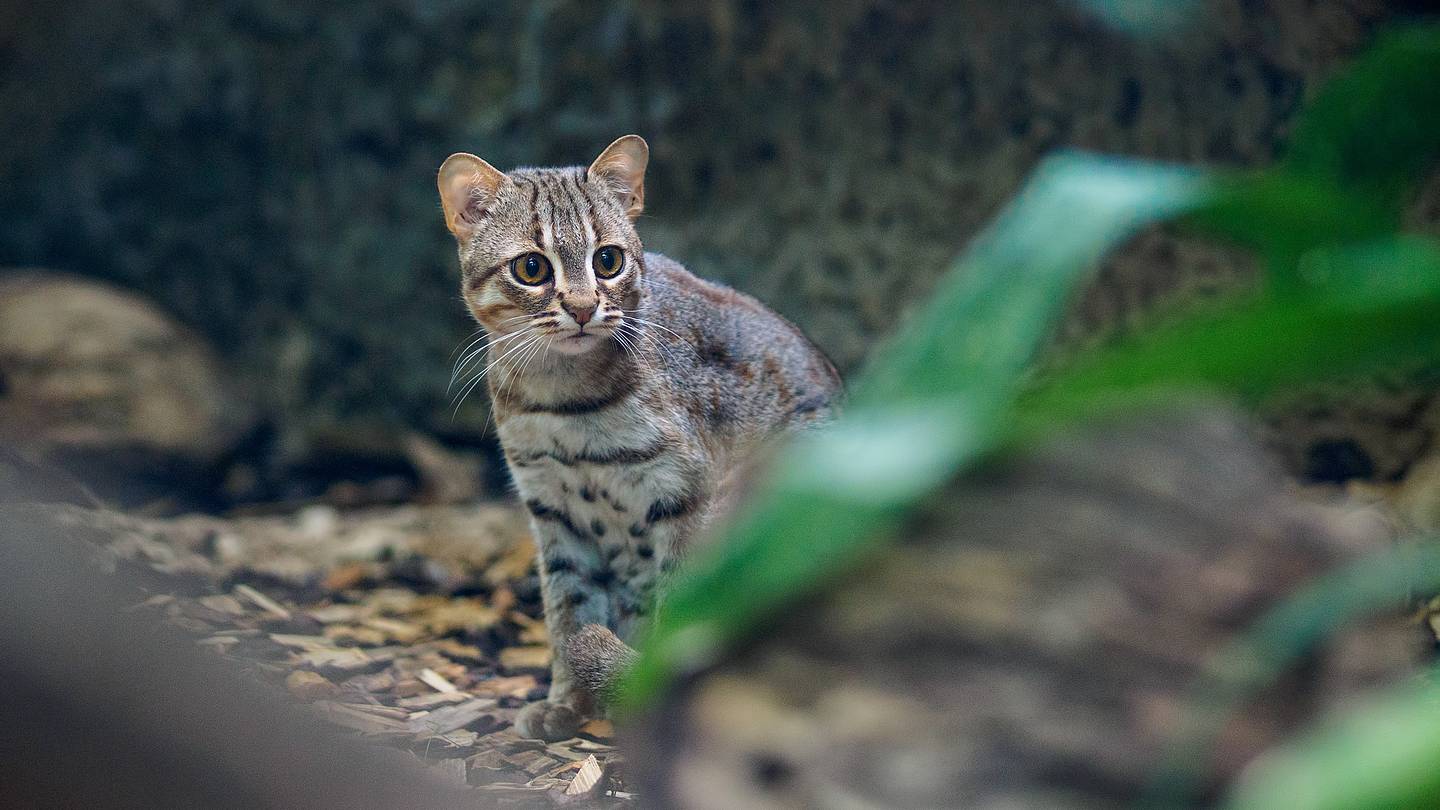 Meet the Rusty Spotted Catâthe Worldâs Smallest Feline