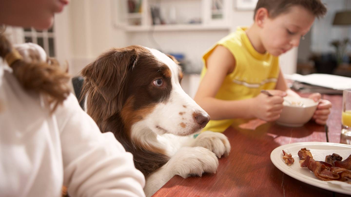 Could Table Scraps Actually Be Good for Your Dog? New Research Says They Might