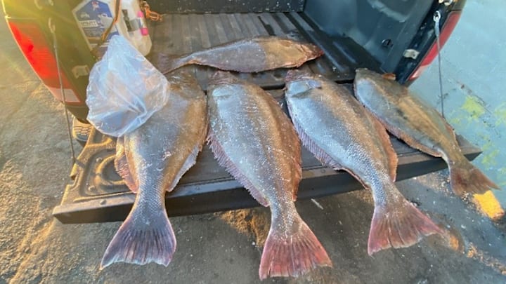 Commercial fisherman trying to get away with an unlawful catch can’t fool CDFW wildlife officers. Commercial fisherman trying to get away with an unlawful catch can’t fool CDFW wildlife officers.