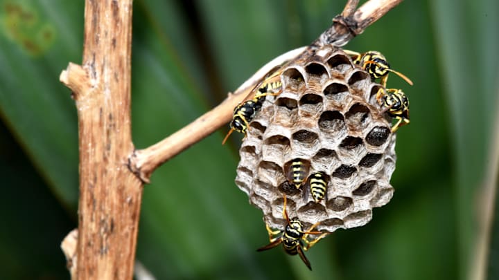 A paper wasp nest is a thing of geometric beauty.