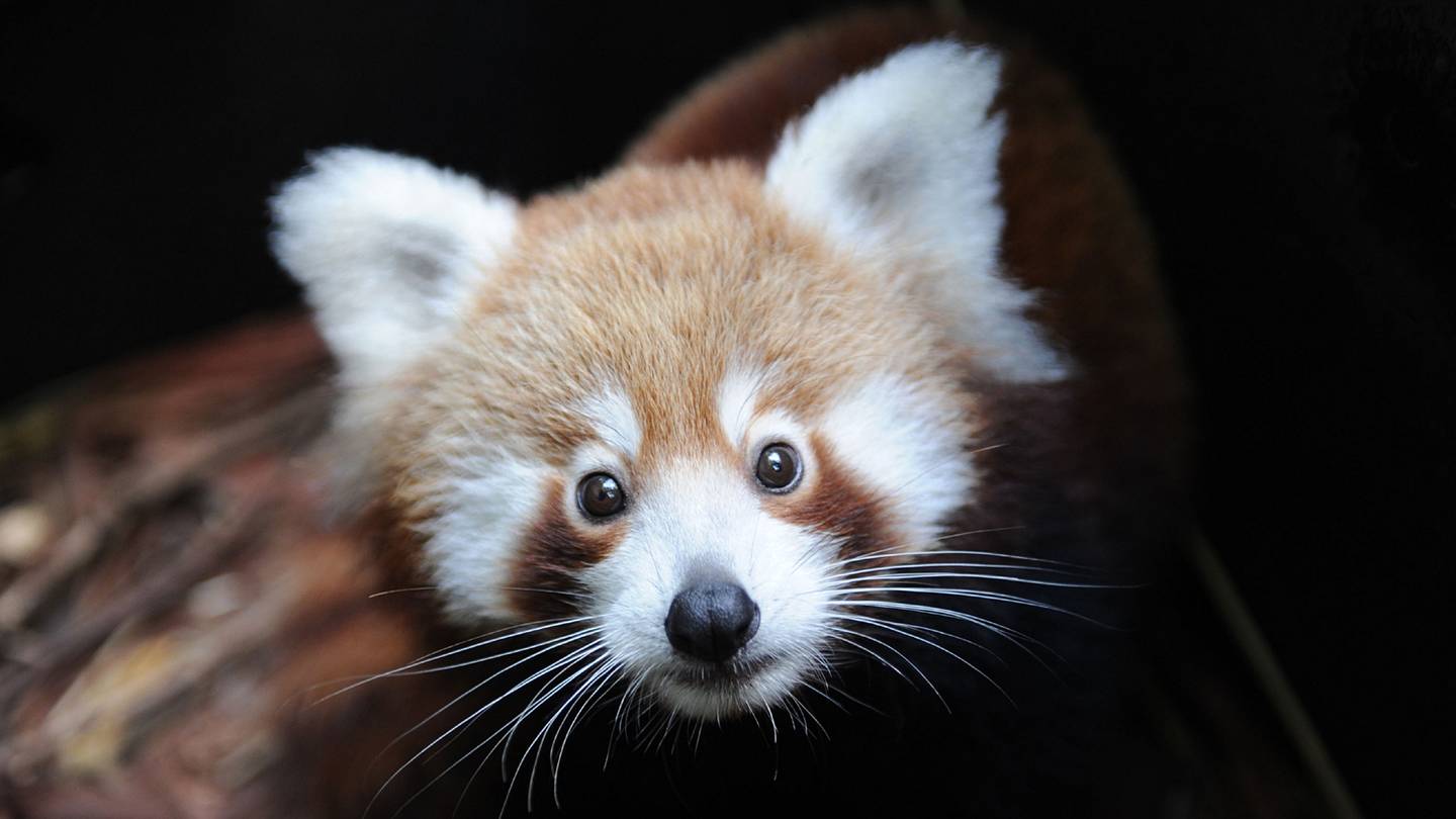 12 Facts About Red Pandas