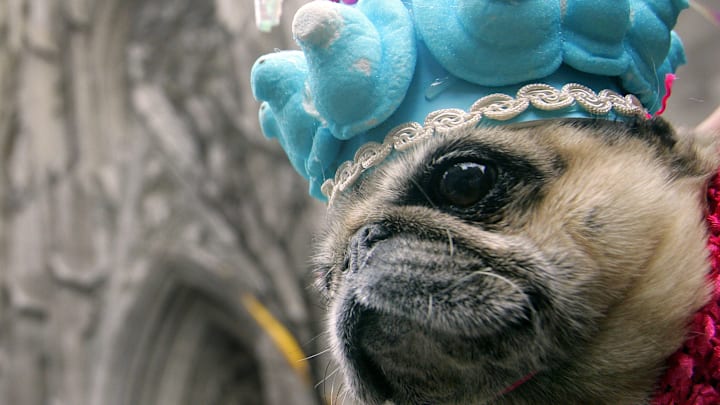 New Yorkers Show Off Their Finery At Annual Easter Parade