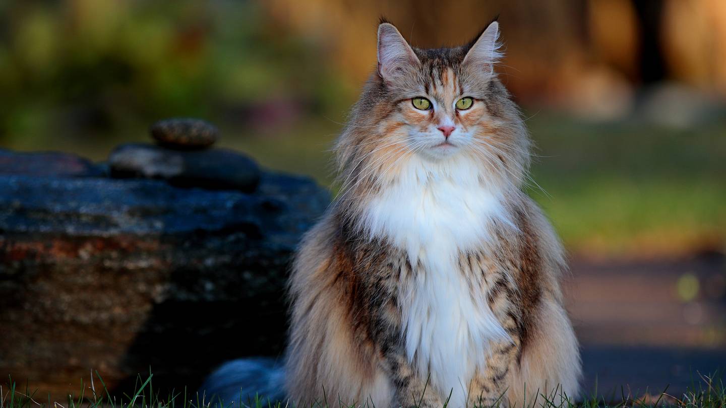 The 20 Cutest Cat Breeds, According to Science