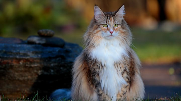 A Norwegian Forest cat flaunting her near-perfect facial proportions.