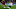 Cristian Romero, Jefferson Savarino