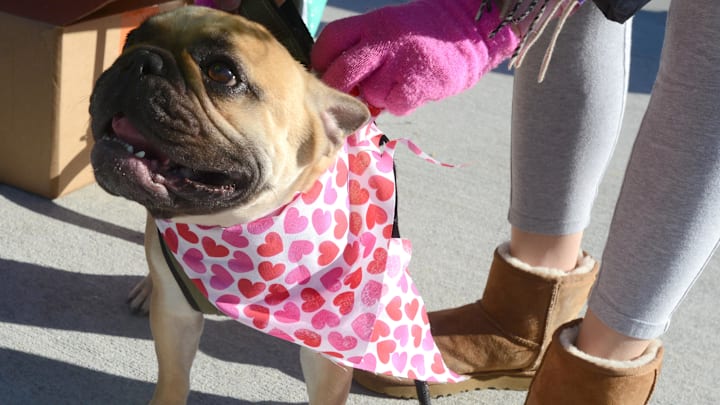 BREWSTER  02/11/23 Romeo,a two year old French bull dog, is dressed for romance as owner Anne Liblich, helps him into his new neckwear at the Brewster Dog Park on Saturday morning where arriving pets had an early Valentine's Day getting treats and themed bandanas from Friends of the Brewster Dog Park Steve Heaslip/Cape Cod Times