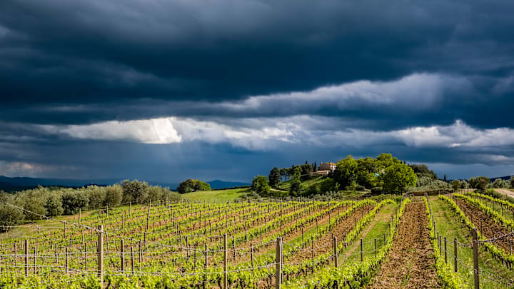 A major thunderstorm is about to blow over this vineyard.