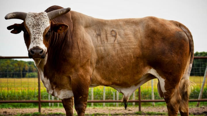 Magic Touch 2025 Bull of the Year Magic Touch 2025 Bull of the Year