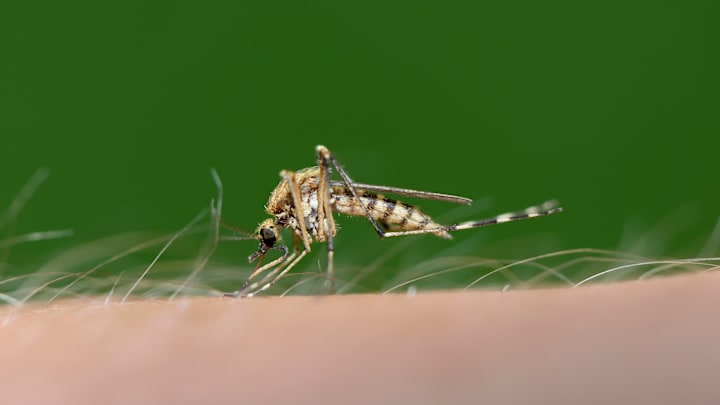 These bugs are more likely to take over your summer vacation if you're in these cities. 