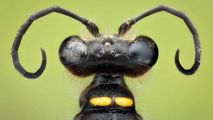 Homicidal or harmless? iNaturalist can help you answer that question.
