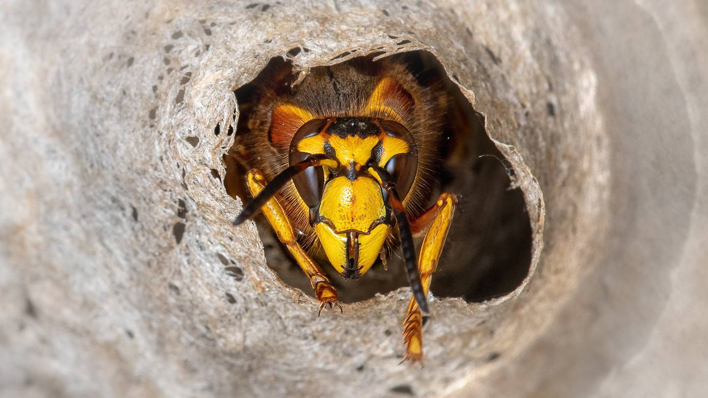 Radioactive Wasp Nests Discovered Near Cold War-Era Nuclear Storage Site