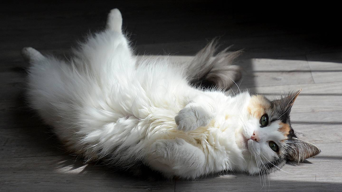 How Do Cats Cool Themselves Off?