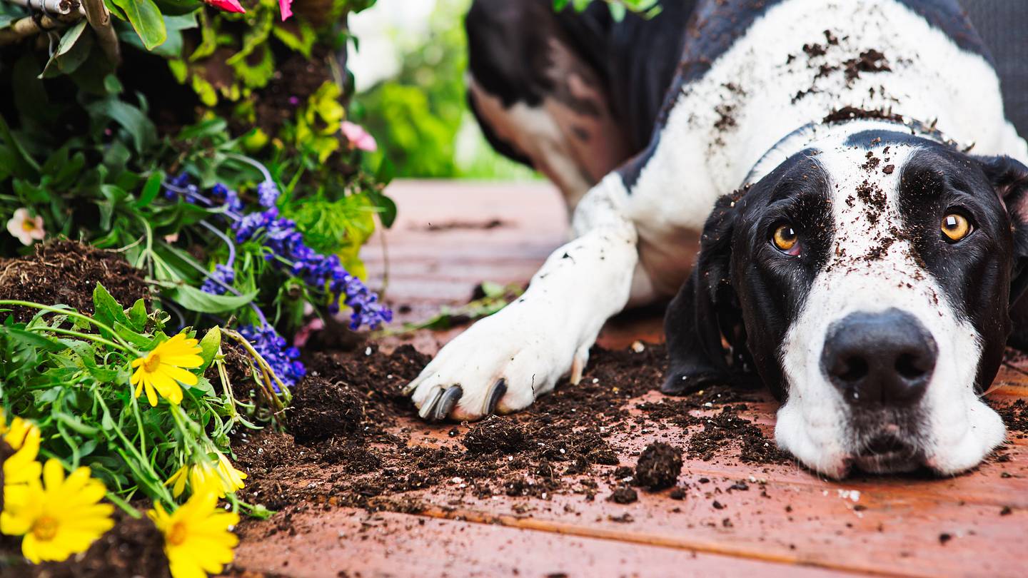 This $14 Paw Cleaner Keeps Dogs From Tracking Dirt Inside the House