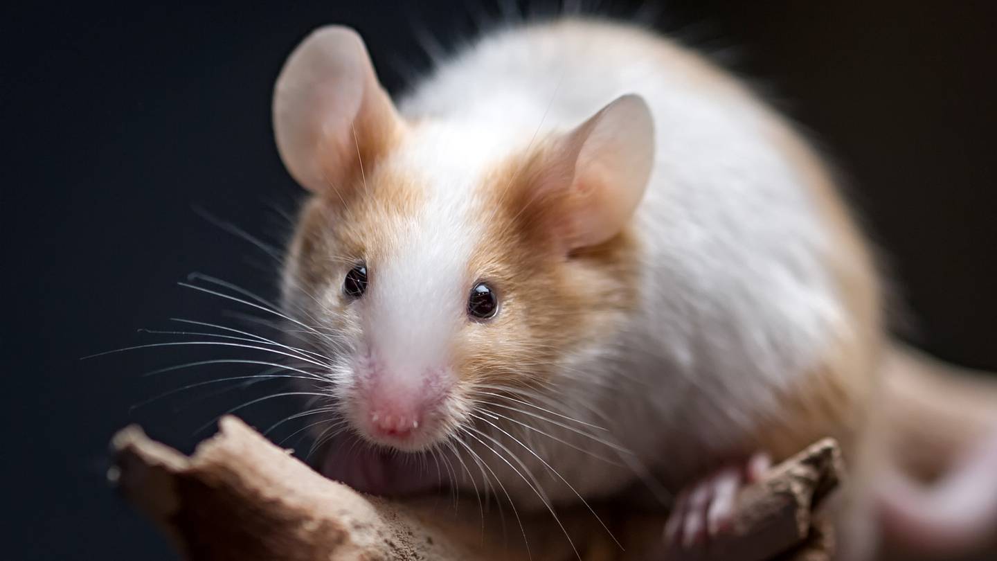 Rat vs. Mouse: What's the Difference?