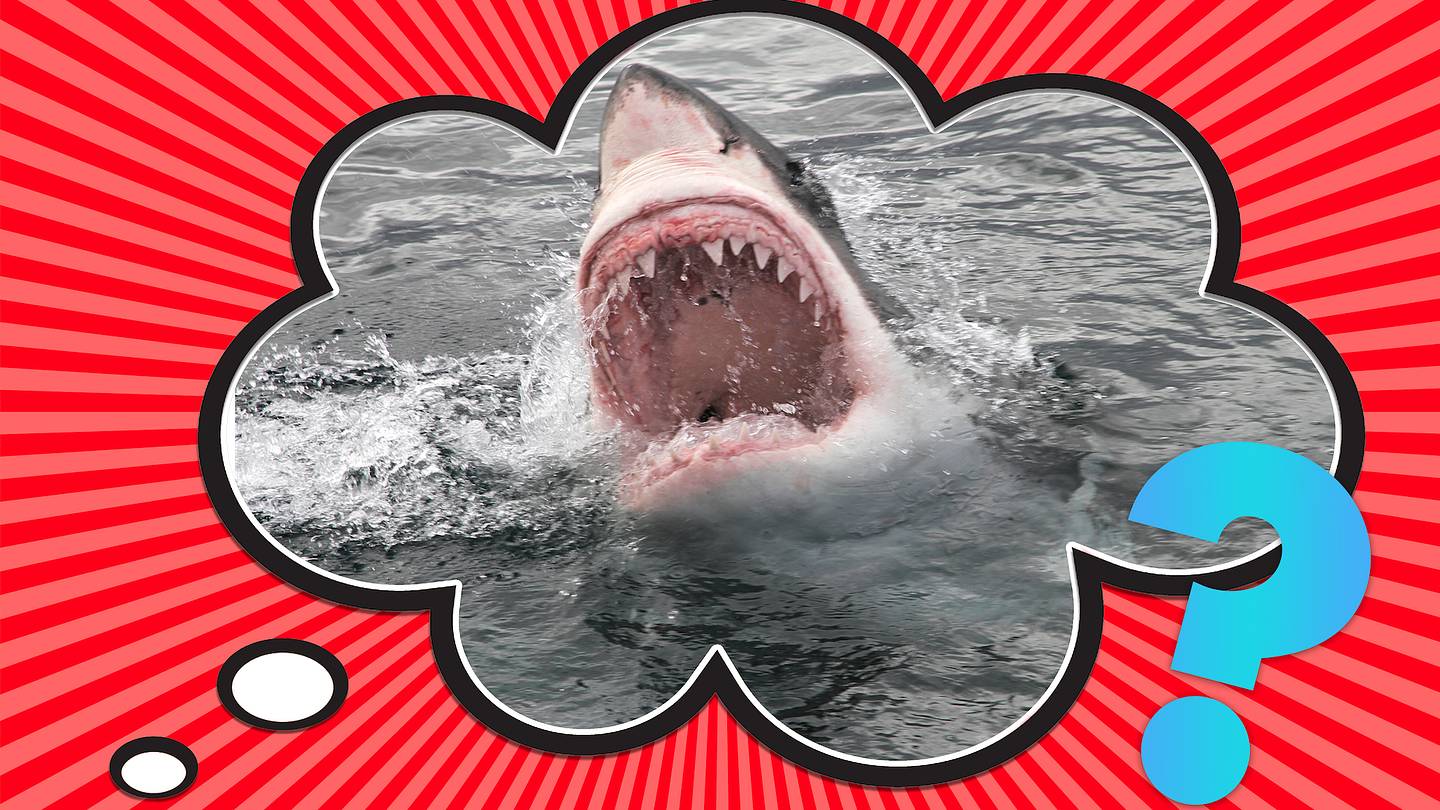 How Many Teeth Do Sharks Have?