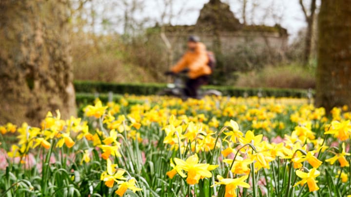 These daffodils were never planted by a BYU landscaper, but no one reads photo descriptions anyway, so it's not like anyone will find out